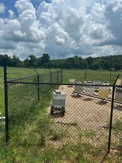 Black chain link with a barbed-wire top around a bee yard under big clouds
